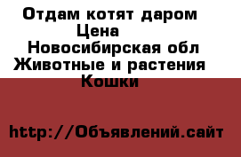 Отдам котят даром › Цена ­ 1 - Новосибирская обл. Животные и растения » Кошки   